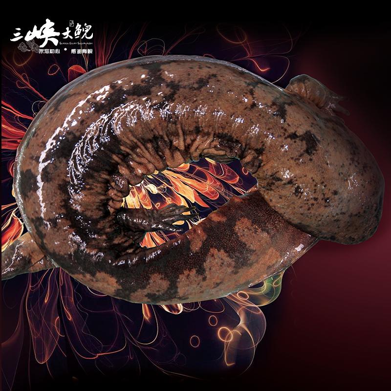 【有機認證】長生走魚來自三峽庫區無人區和涵養區（長生灣年產60萬尾，長生淀年產60萬尾）